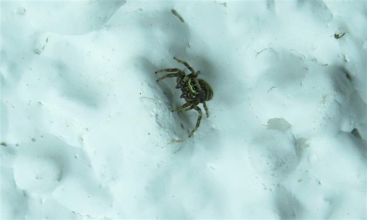 Salticidae ID